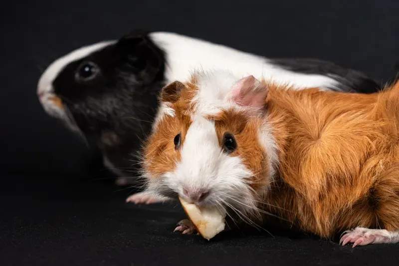 飼育初心者向けサポート強化による満足度向上事例