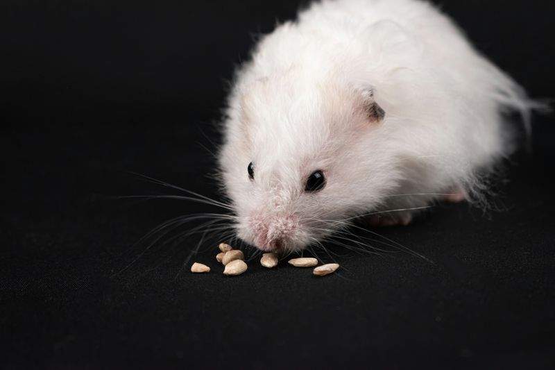 飼育用品の販売